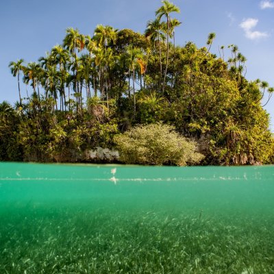 Seagrass and adjacent land in Palau (Photo by Mark Priest)